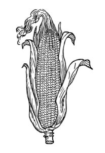 Desenho de Milho Desenho Colorir Imprimir 09