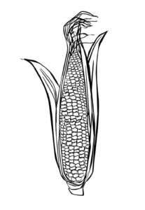 Desenho de Milho Desenho Colorir Imprimir 22