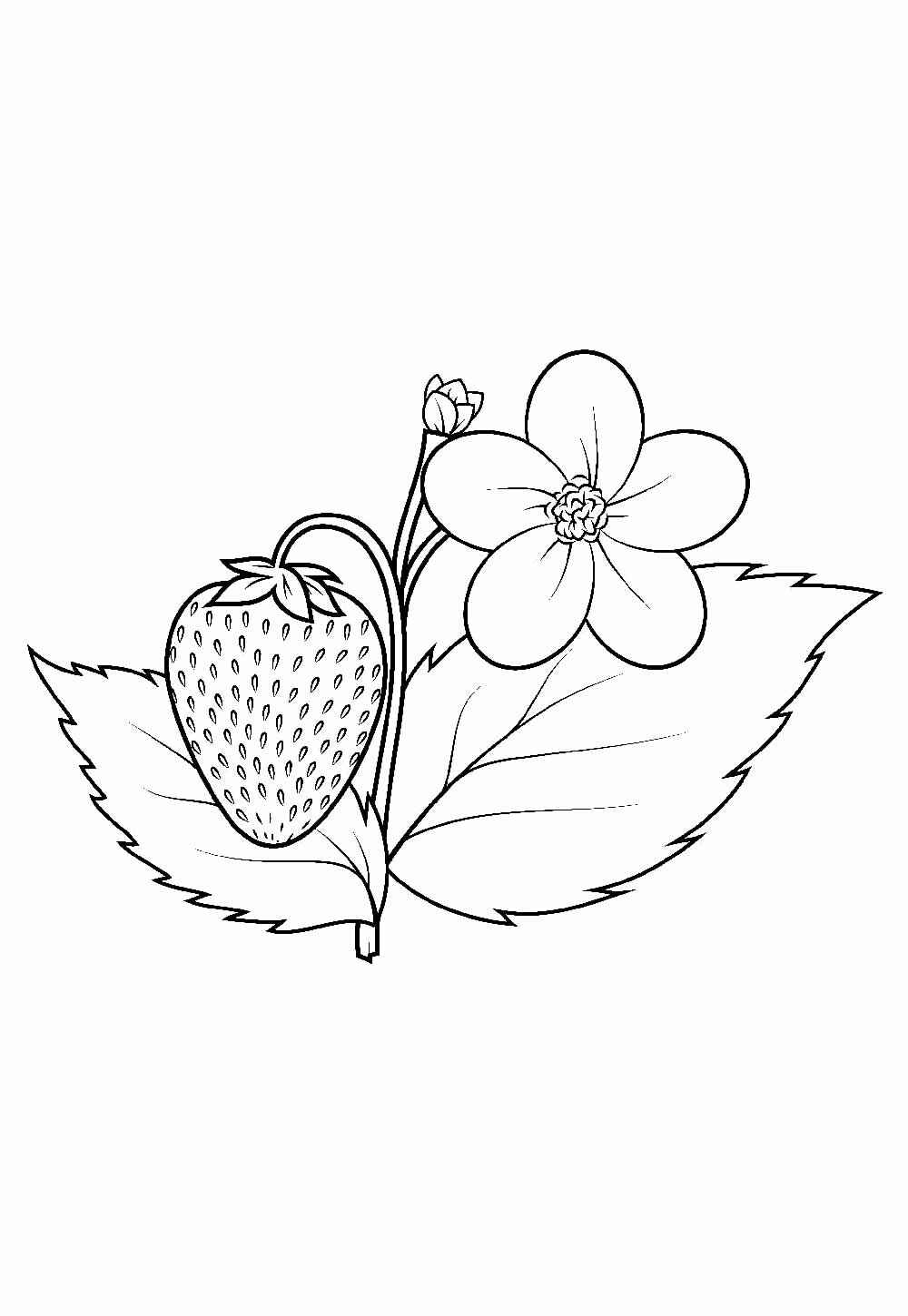 Desenho de Morango Desenho Colorir Imprimir 09