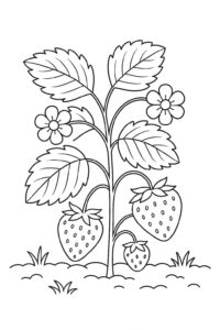 Desenho de Morango Desenho Colorir Imprimir 25