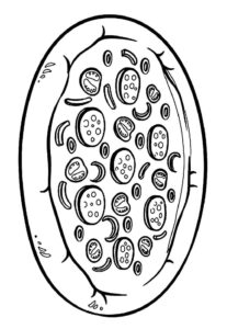 Desenho de Pizza Desenho Colorir Imprimir 22