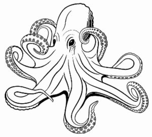 Desenho de Polvo Desenho Colorir Imprimir 14