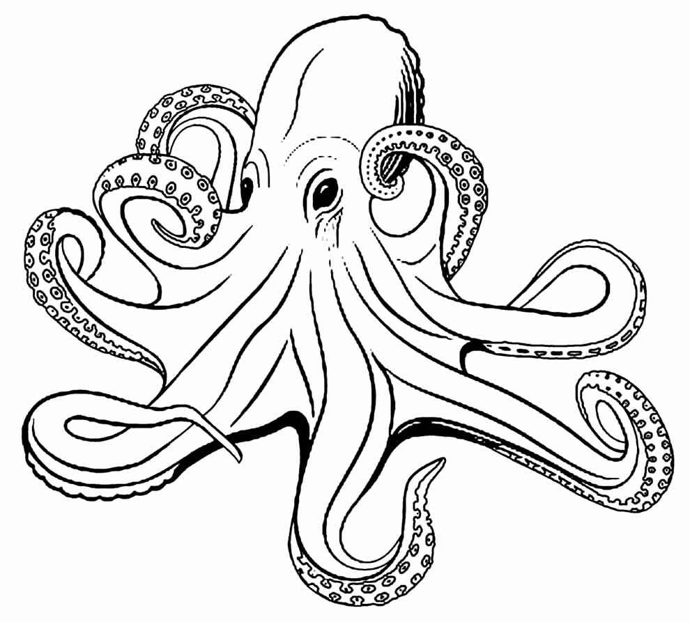 Desenho de Polvo Desenho Colorir Imprimir 14