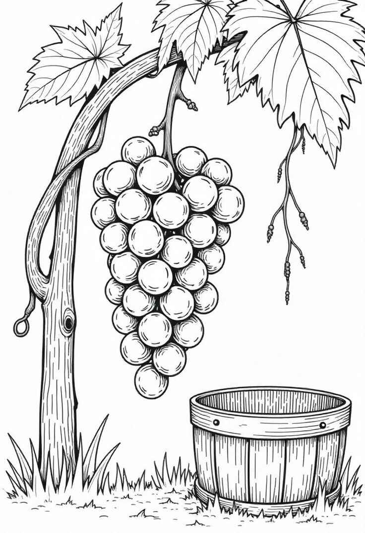 Desenho de Uva Desenho Colorir Imprimir 04