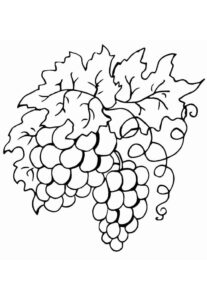 Desenho de Uva Desenho Colorir Imprimir 09