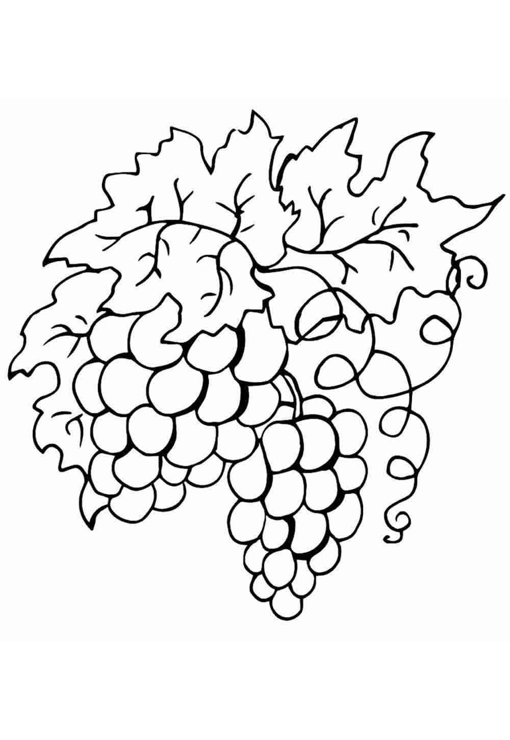 Desenho de Uva Desenho Colorir Imprimir 09