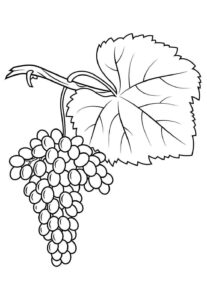 Desenho de Uva Desenho Colorir Imprimir 11