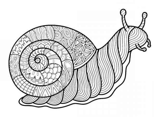 Desenho de Caracol Desenho Colorir Imprimir 14