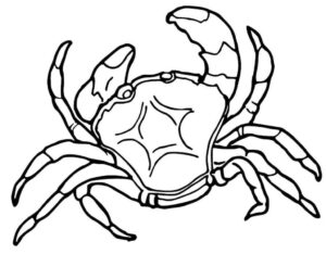 Desenho de Caranguejo Desenho Colorir Imprimir 25