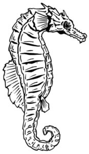 Desenho de Cavalo Marinho Desenho Colorir Imprimir 22