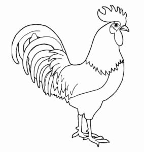 Desenho de Galo Desenho Colorir Imprimir 06
