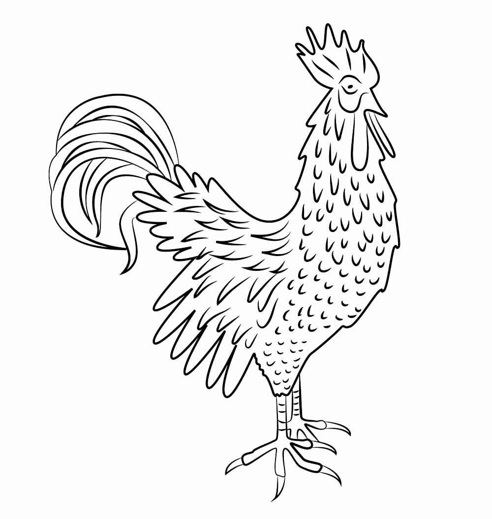 Desenho de Galo Desenho Colorir Imprimir 09
