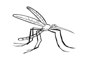 Desenho de Mosquito Da Dengue Desenho Colorir Imprimir 07