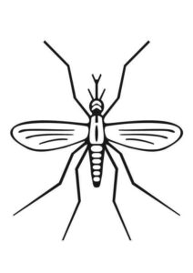 Desenho de Mosquito Da Dengue Desenho Colorir Imprimir 17