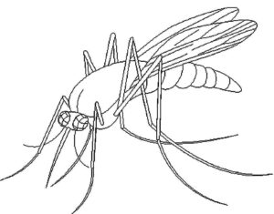 Desenho de Mosquito Da Dengue Desenho Colorir Imprimir 18