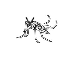 Desenho de Mosquito Da Dengue Desenho Colorir Imprimir 21