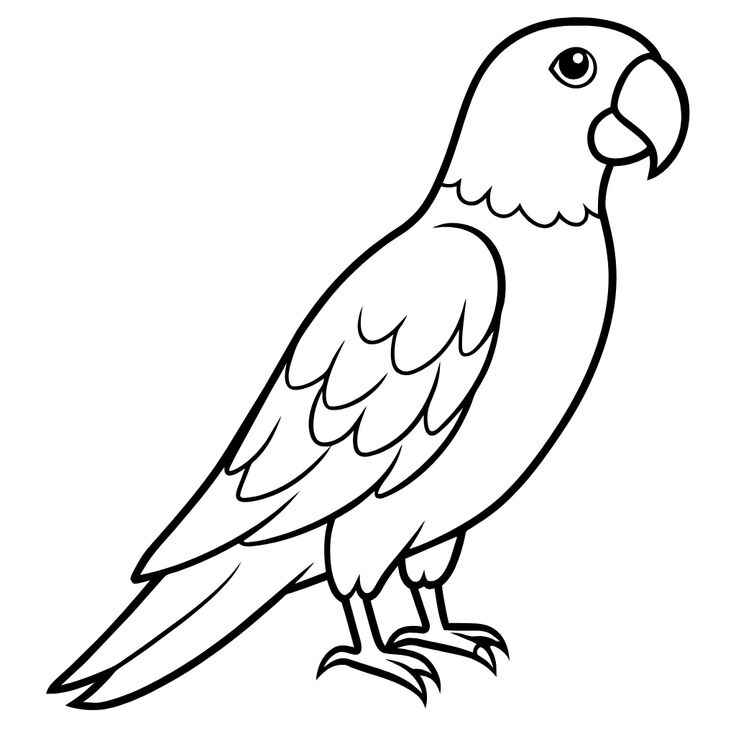 Desenho de Papagaio Desenho Colorir Imprimir 06