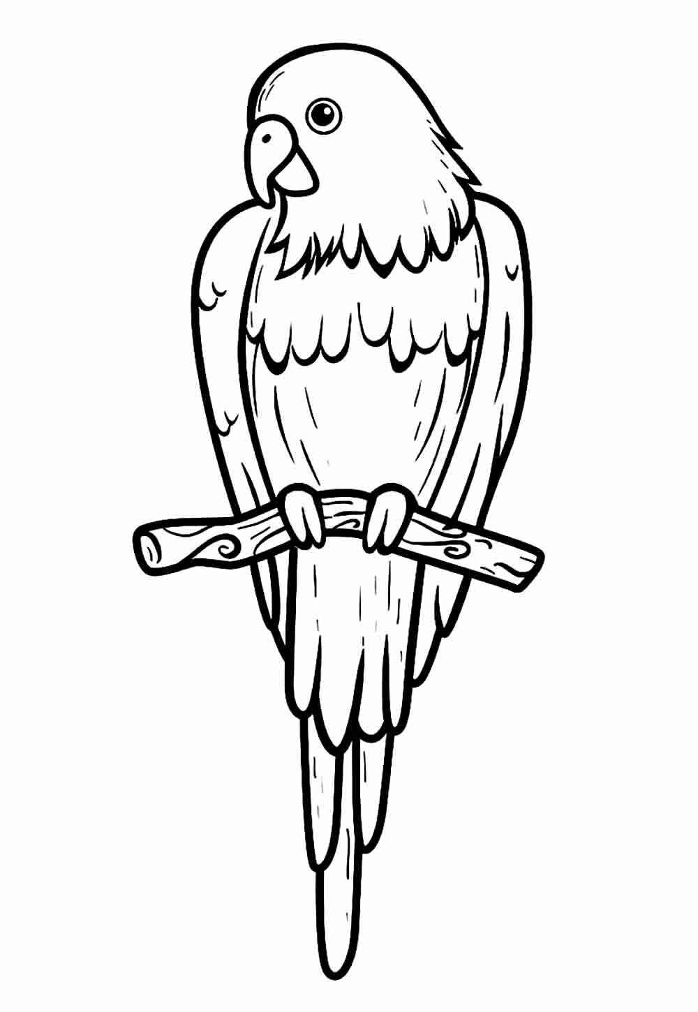 Desenho de Papagaio Desenho Colorir Imprimir 12