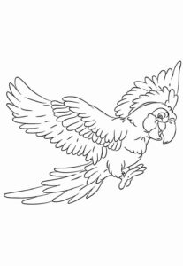 Desenho de Papagaio Desenho Colorir Imprimir 23