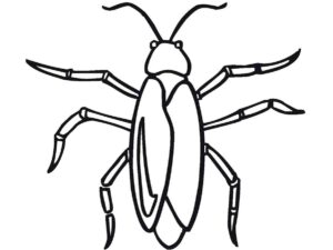 Desenho de Barata Desenho Colorir Imprimir 04