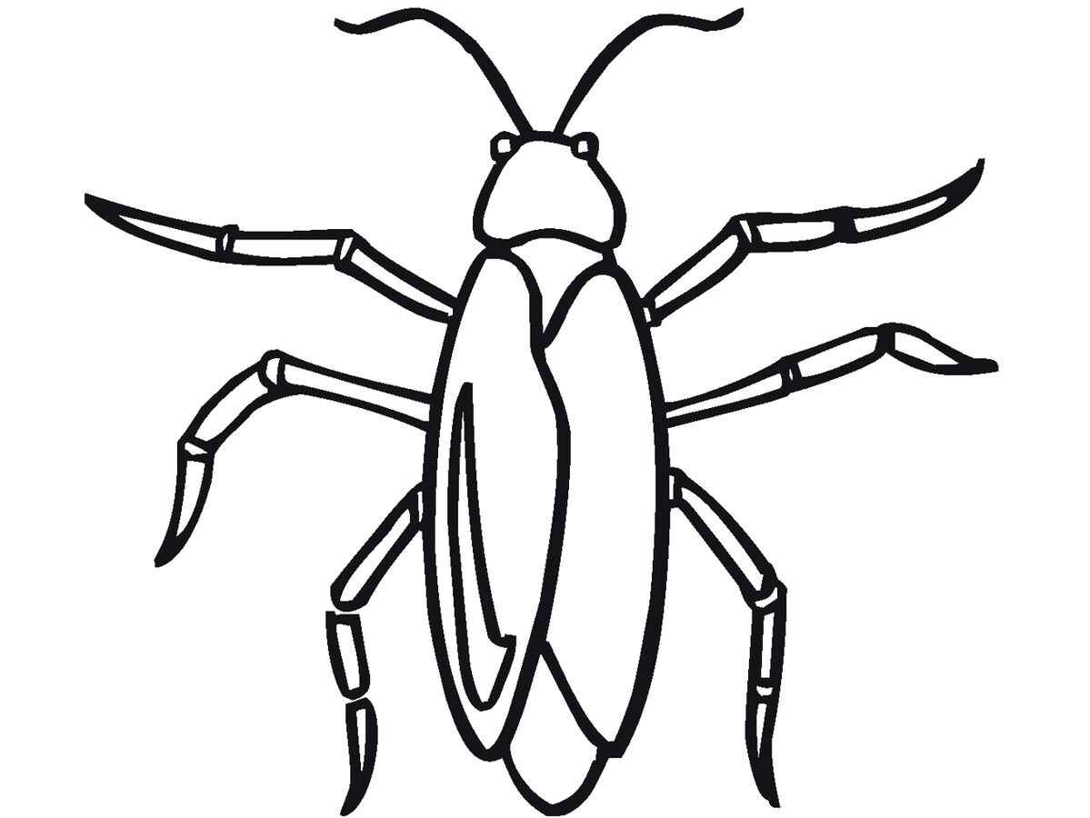 Desenho de Barata Desenho Colorir Imprimir 04
