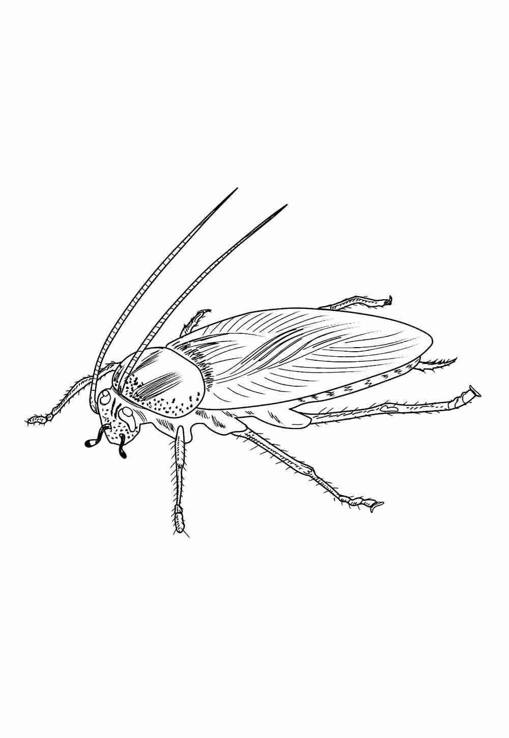 Desenho de Barata Desenho Colorir Imprimir 20