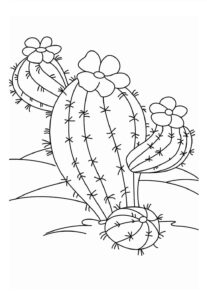 Desenho de Cactos Desenho Colorir Imprimir 24