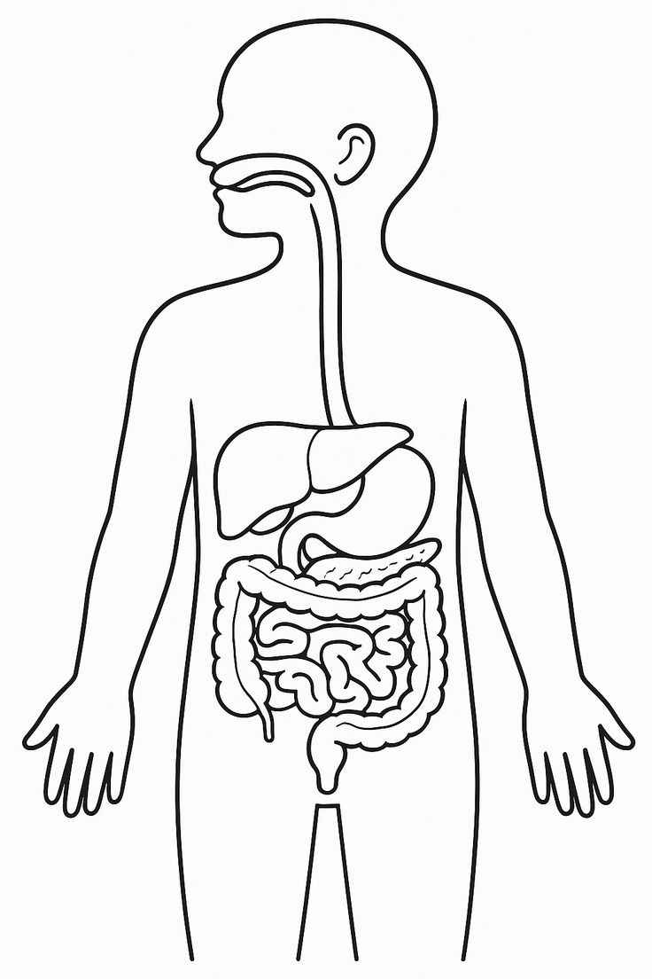 Desenho de Corpo Humano Desenho Colorir Imprimir 02
