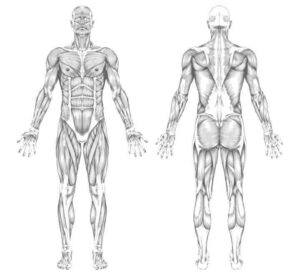 Desenho de Corpo Humano Desenho Colorir Imprimir 07