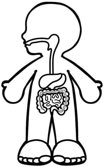 Desenho de Corpo Humano Desenho Colorir Imprimir 09