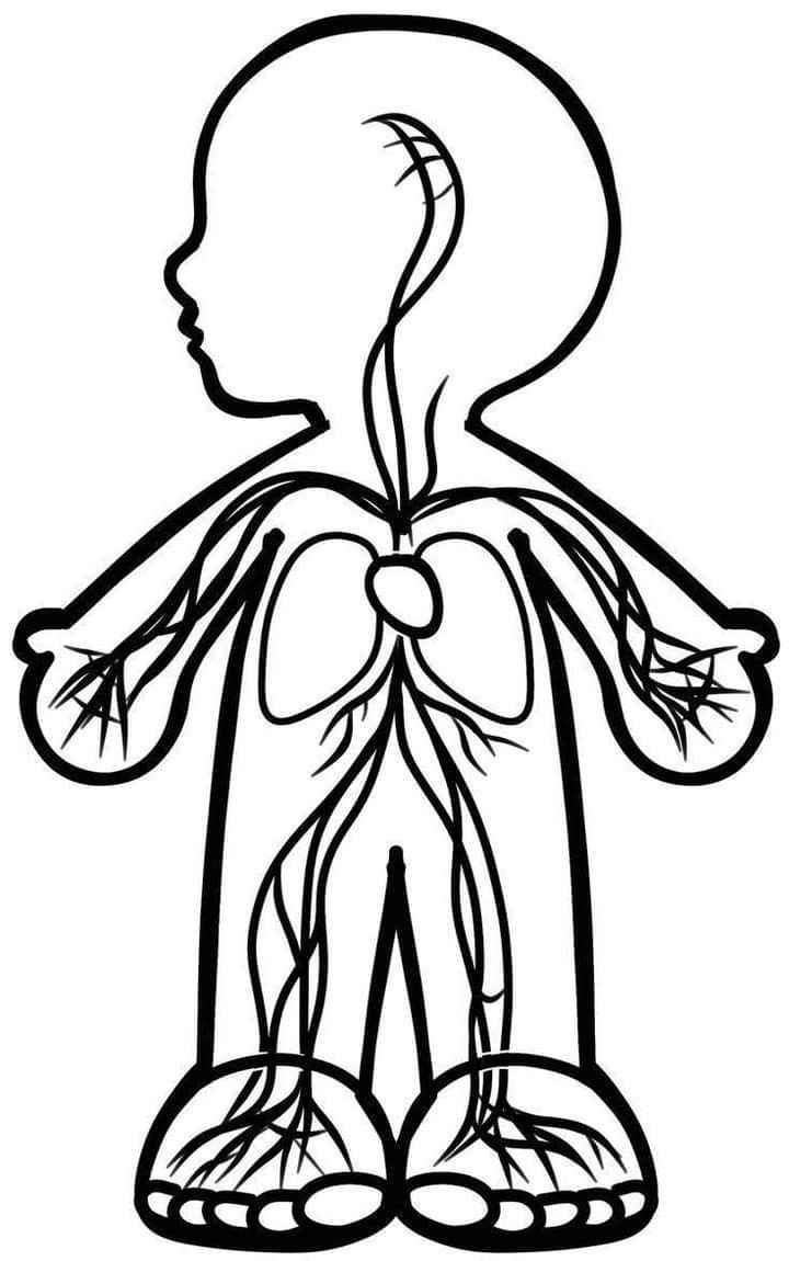 Desenho de Corpo Humano Desenho Colorir Imprimir 10