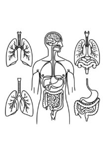 Desenho de Corpo Humano Desenho Colorir Imprimir 11