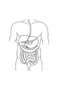 Desenho de Corpo Humano Desenho Colorir Imprimir 12