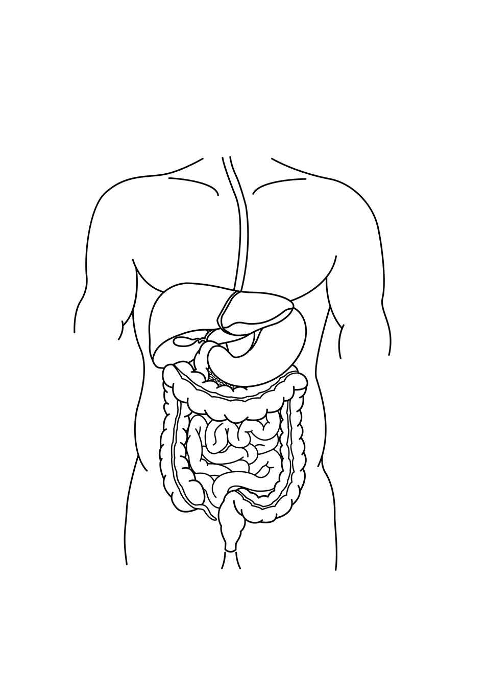 Desenho de Corpo Humano Desenho Colorir Imprimir 12
