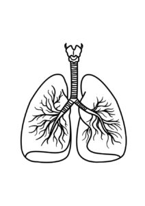 Desenho de Corpo Humano Desenho Colorir Imprimir 16