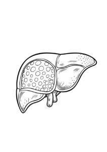 Desenho de Corpo Humano Desenho Colorir Imprimir 17