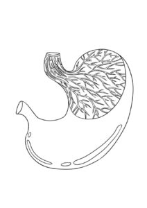 Desenho de Corpo Humano Desenho Colorir Imprimir 18