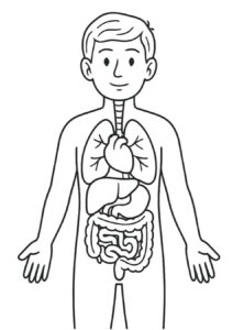 Desenho de Corpo Humano Desenho Colorir Imprimir 19