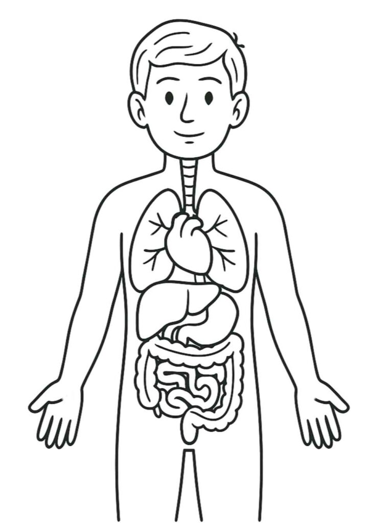 Desenhos do Corpo Humano para Imprimir e Colorir