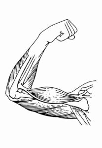 Desenho de Corpo Humano Desenho Colorir Imprimir 21