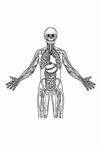 Desenho de Corpo Humano Desenho Colorir Imprimir 22