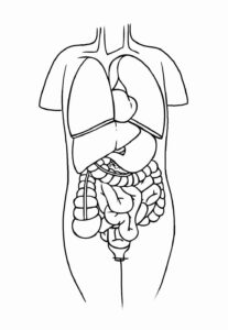 Desenho de Corpo Humano Desenho Colorir Imprimir 23