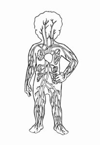 Desenho de Corpo Humano Desenho Colorir Imprimir 24