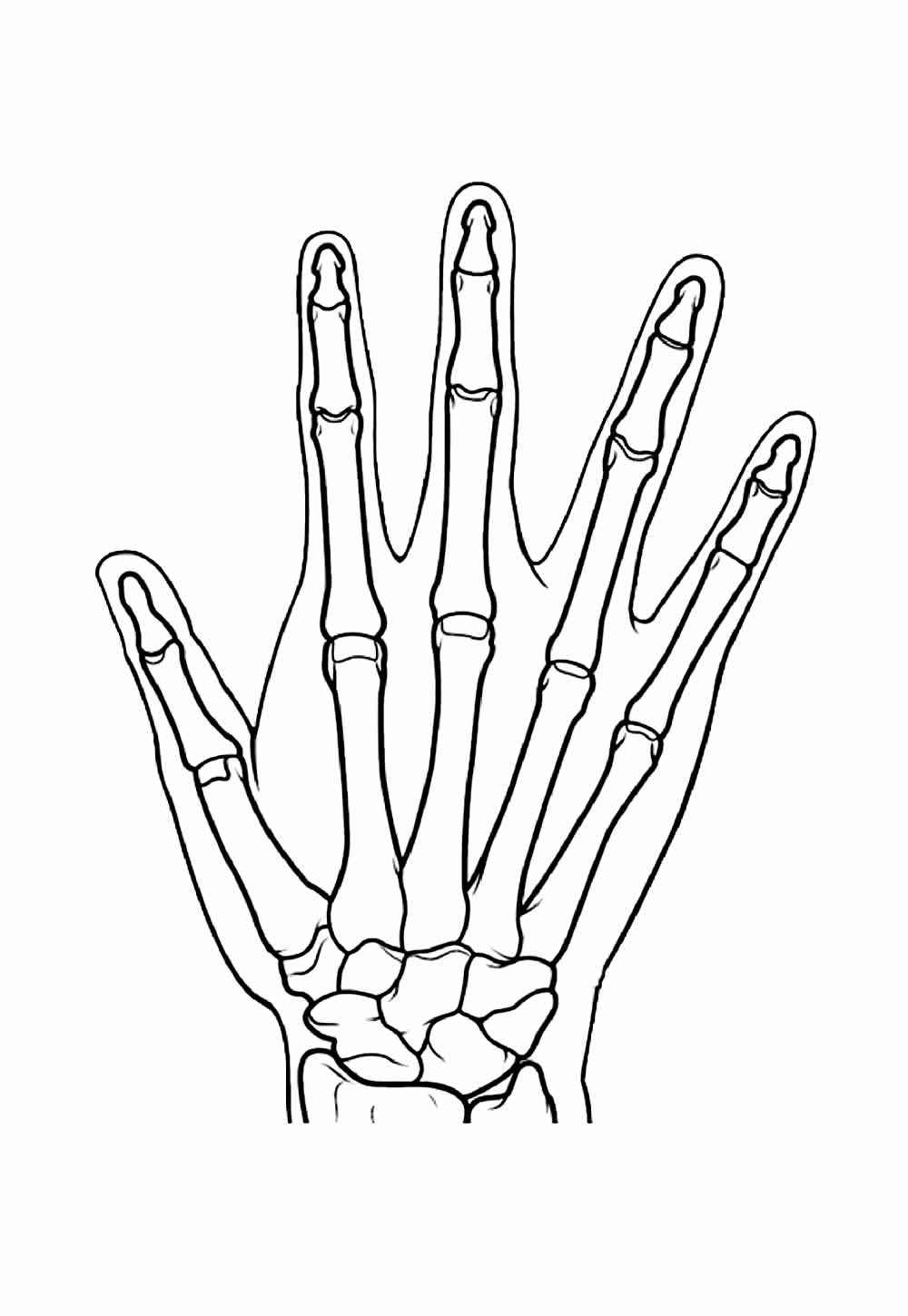 Desenho de Corpo Humano Desenho Colorir Imprimir 26