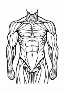 Desenho de Corpo Humano Desenho Colorir Imprimir 27