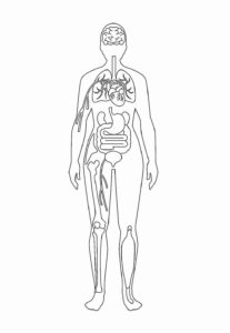 Desenho de Corpo Humano Desenho Colorir Imprimir 28