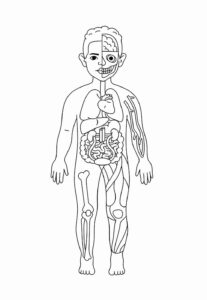 Desenho de Corpo Humano Desenho Colorir Imprimir 29
