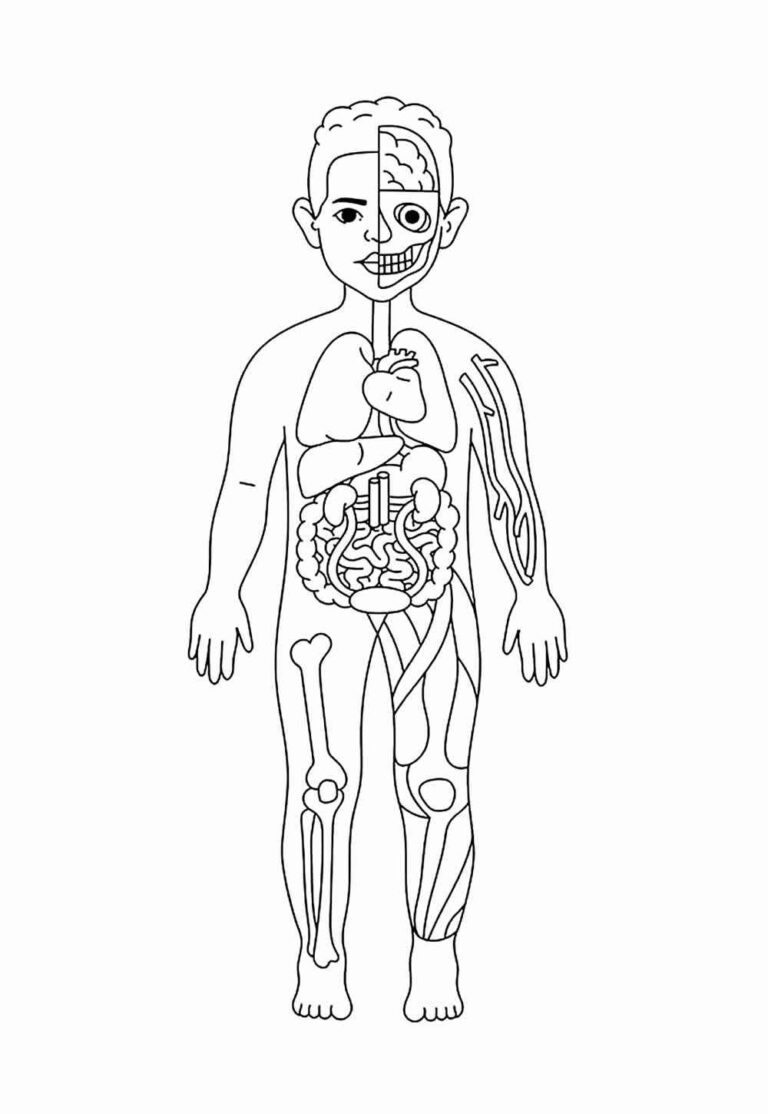 Desenhos do Corpo Humano para Imprimir e Colorir