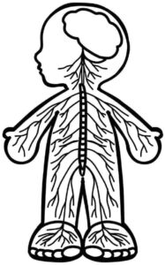 Desenho de Corpo Humano Desenho Colorir Imprimir 31