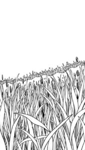 Desenho de Grama Desenho Colorir Imprimir 19